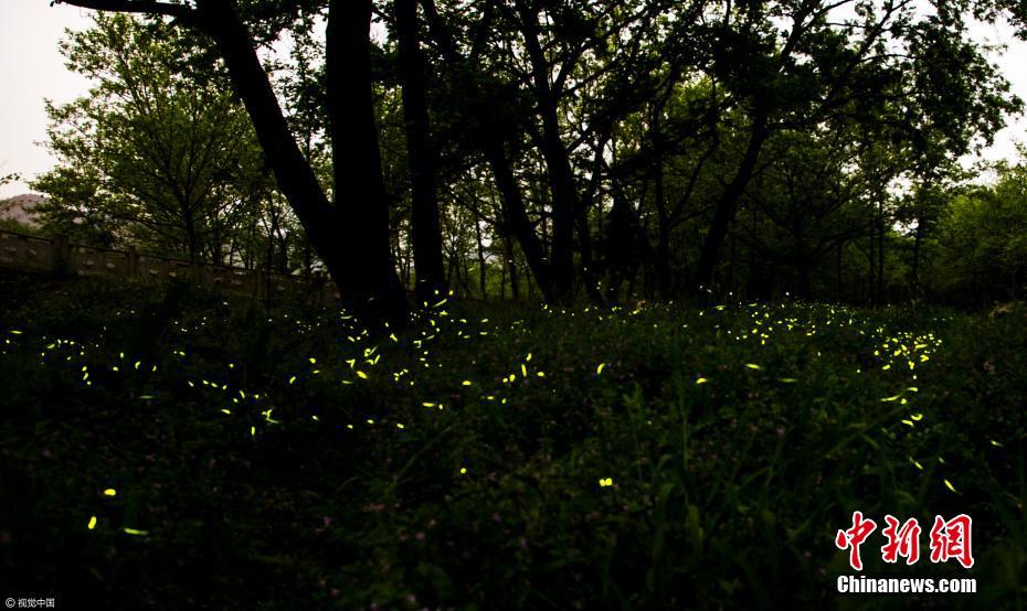 浙江九龙国家湿地公园“萤光海”如繁星闪烁