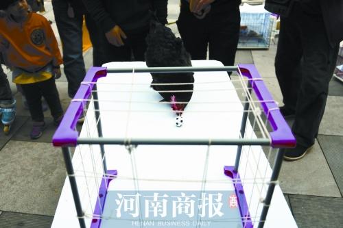 小母鸡表演起“踢”足球，用嘴一点一点往前挪动足球。
