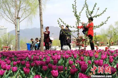 进入4月,甘肃临夏永靖县刘家峡古城新区如意公园和南滨河路景观带的郁金香竞相开放,红黄粉紫,姹紫嫣红,俏丽争春。 郭红 摄